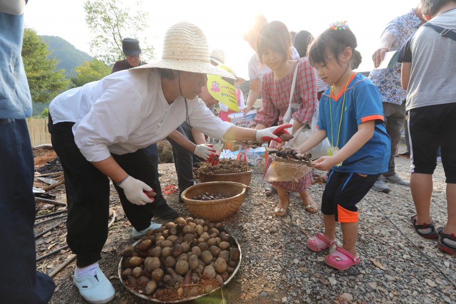감자삼굿