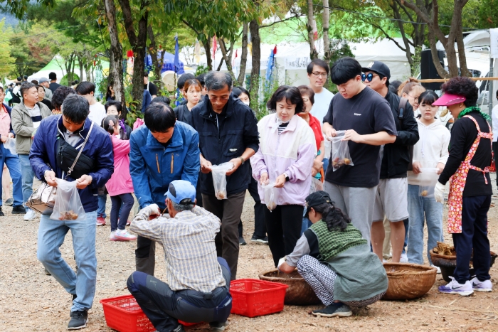 감자삼굿