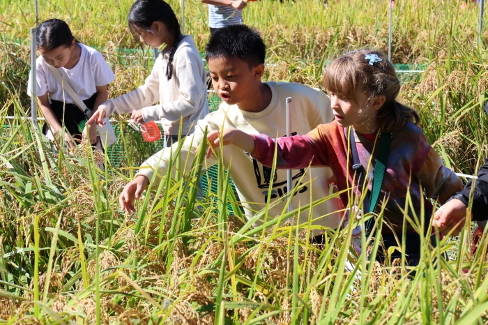 메뚜기잡기 체험